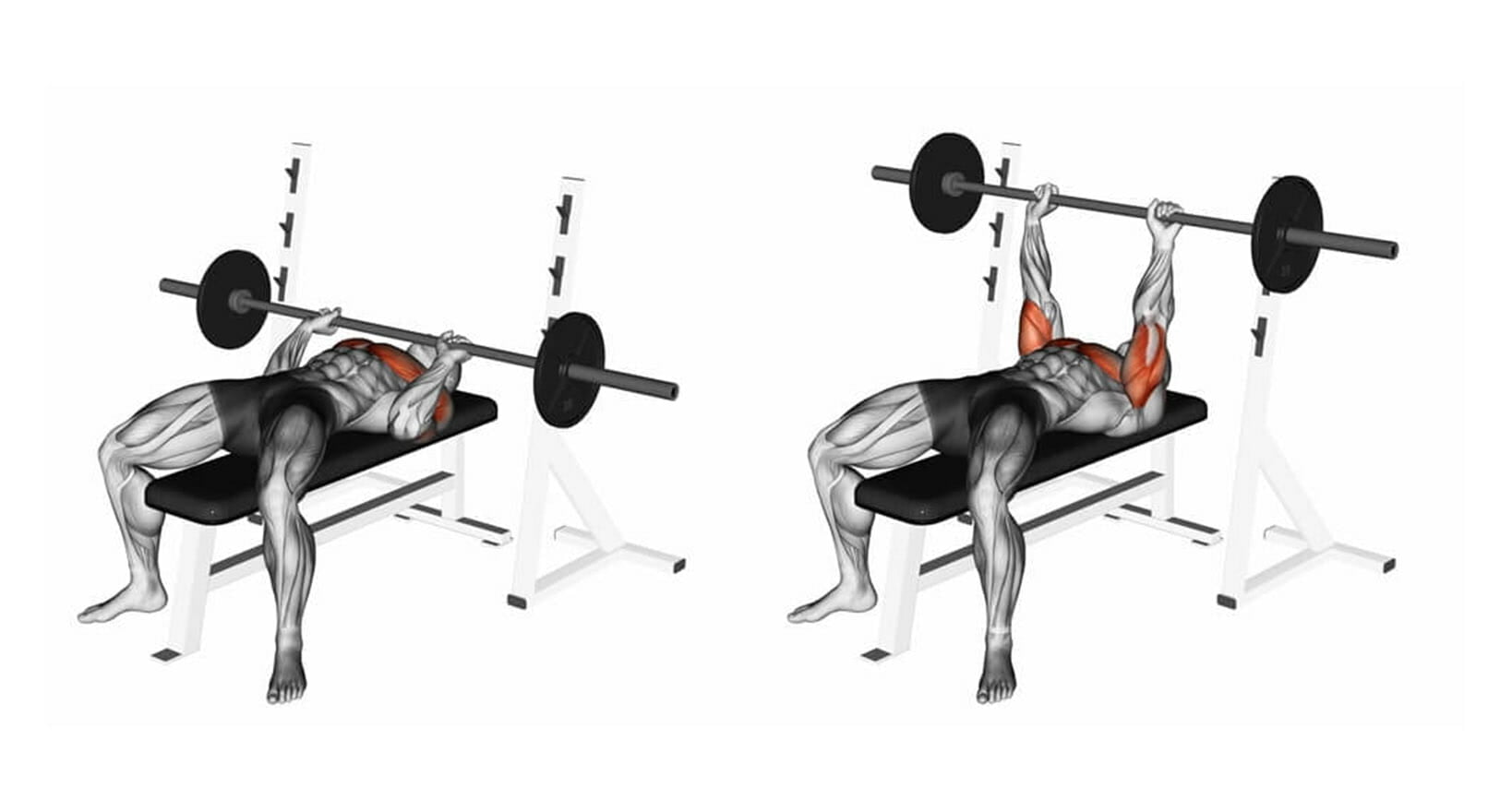 Supino reto com barra ou halteres