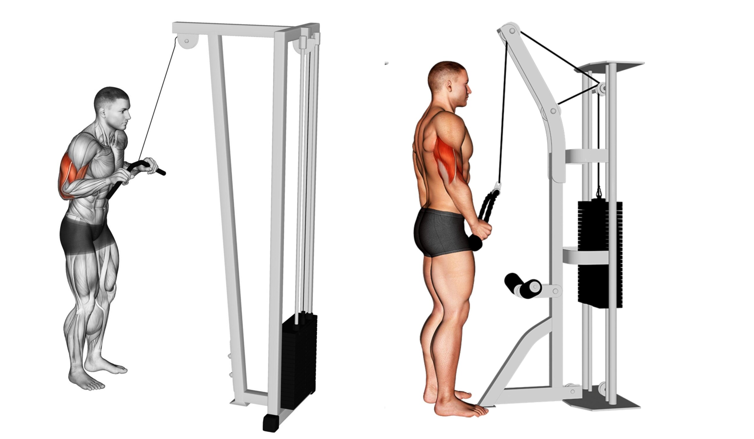 Tríceps na polia (corda ou barra)